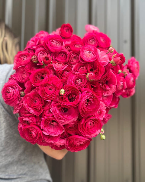 Ranunculus Corms-Pink - Sunny Meadows Flower Farm