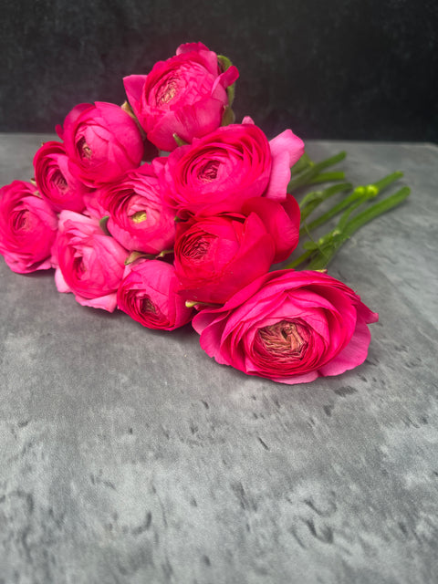 Ranunculus Corms-Pink - Sunny Meadows Flower Farm