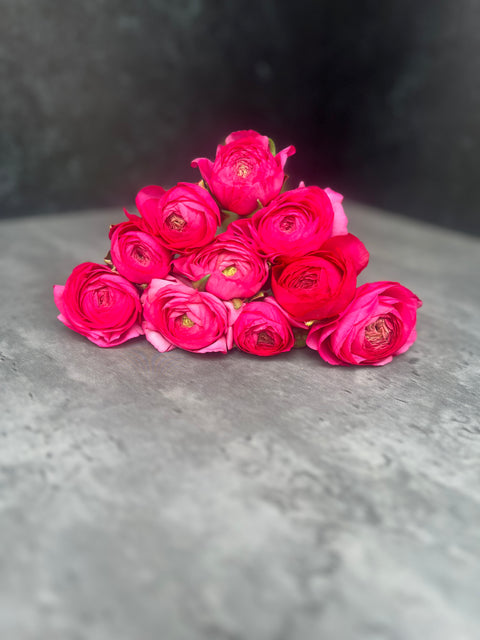 Ranunculus Corms-Pink - Sunny Meadows Flower Farm