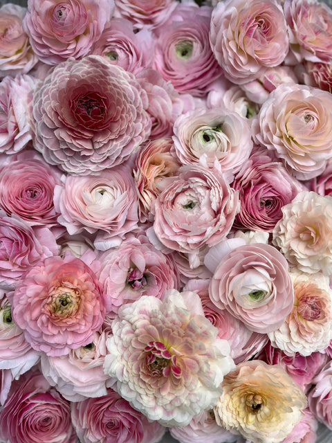 Ranunculus Corms-Premium Blush - Sunny Meadows Flower Farm