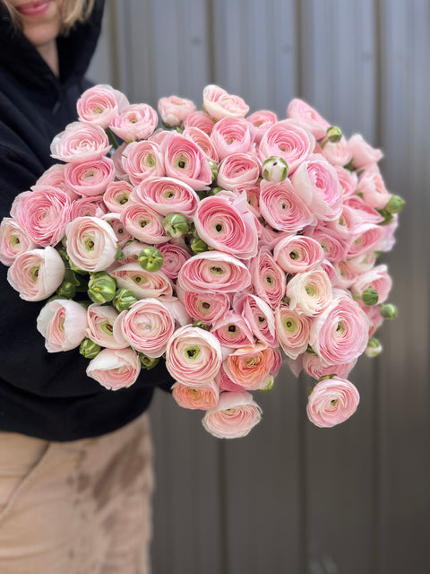 Ranunculus Corms-Premium Blush - Sunny Meadows Flower Farm