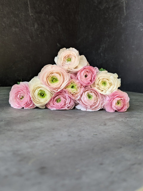 Ranunculus Corms-Premium Blush - Sunny Meadows Flower Farm