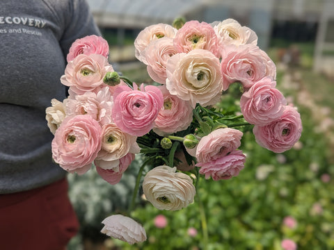 Ranunculus Corms-Premium Blush - Sunny Meadows Flower Farm