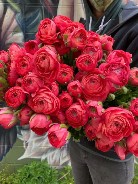 Ranunculus Corms-Strawberry - Sunny Meadows Flower Farm