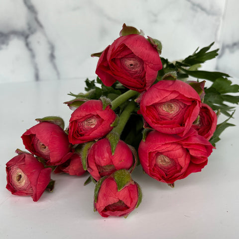 Ranunculus Corms-Strawberry - Sunny Meadows Flower Farm