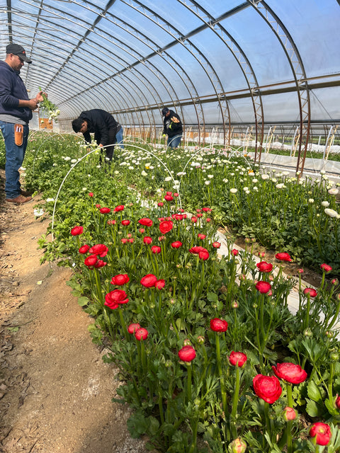 Ranunculus Corms-Strawberry - Sunny Meadows Flower Farm