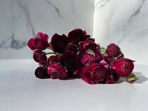 Ranunculus Corms-Violet - Sunny Meadows Flower Farm