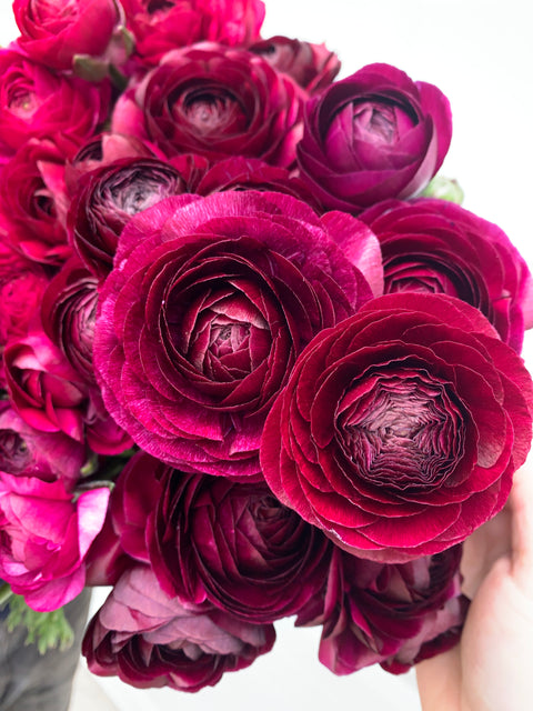 Ranunculus Corms-Violet - Sunny Meadows Flower Farm