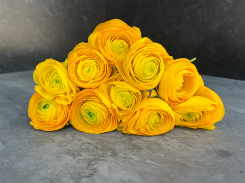 Ranunculus Corms-Yellow - Sunny Meadows Flower Farm