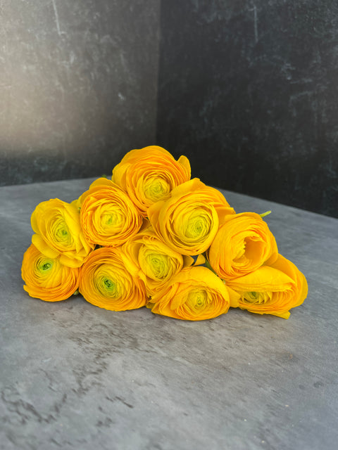 Ranunculus Corms-Yellow - Sunny Meadows Flower Farm