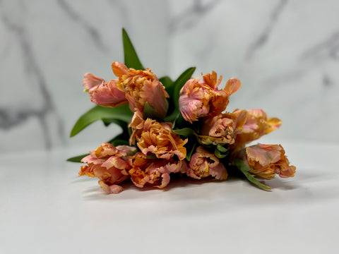 Tulip-Amazing Parrot - Sunny Meadows Flower Farm