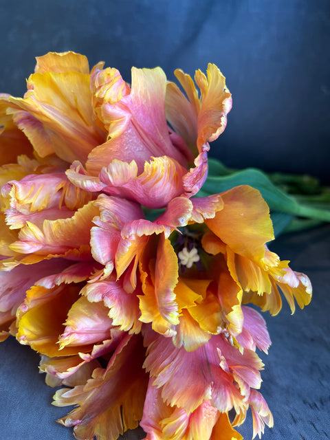 Tulip-Amazing Parrot - Sunny Meadows Flower Farm