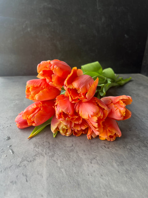Tulip-Amazing Parrot - Sunny Meadows Flower Farm