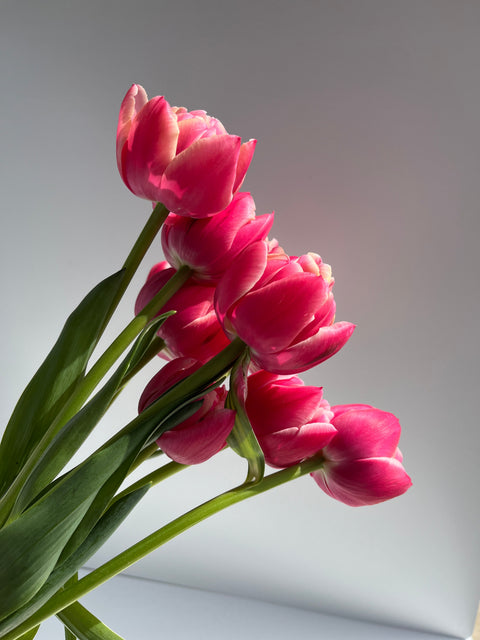 Tulip-Columbus - Sunny Meadows Flower Farm