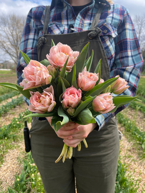 Tulip-Dreamer - Sunny Meadows Flower Farm