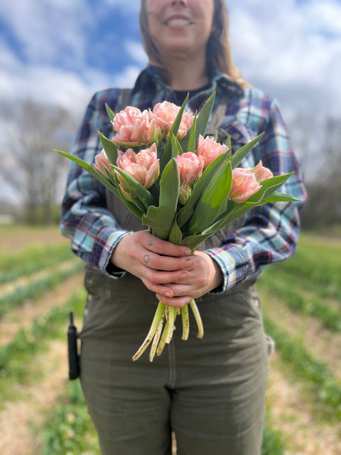 Tulip-Dreamer - Sunny Meadows Flower Farm