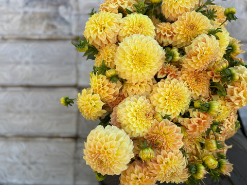Dahlia Rooted Cutting-Bracken Sarah - Sunny Meadows Flower Farm