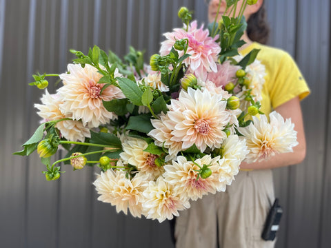 Dahlia Rooted Cutting-Café au Lait - Sunny Meadows Flower Farm