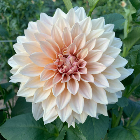 Dahlia Rooted Cutting-Café au Lait - Sunny Meadows Flower Farm