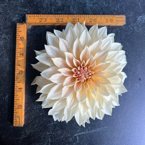 Dahlia Rooted Cutting-Café au Lait - Sunny Meadows Flower Farm