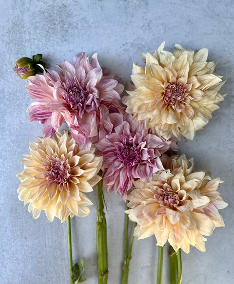 Dahlia Rooted Cutting-Café au Lait - Sunny Meadows Flower Farm