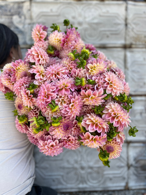 Dahlia Rooted Cutting-Castle Drive - Sunny Meadows Flower Farm