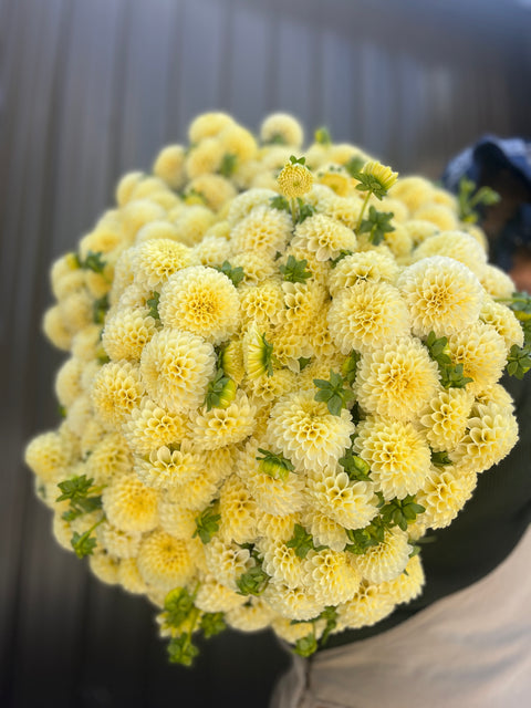 Dahlia Rooted Cutting-Creamy - Sunny Meadows Flower Farm