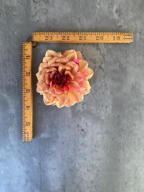 Dahlia Rooted Cutting-Créme de Cognac - Sunny Meadows Flower Farm