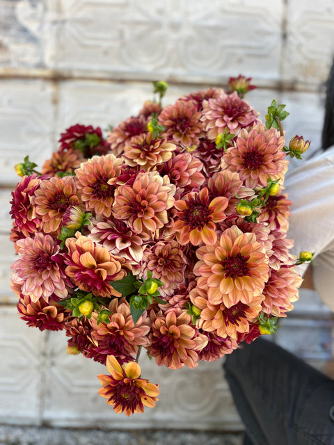 Dahlia Rooted Cutting-Créme de Cognac - Sunny Meadows Flower Farm