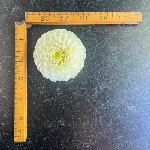 Dahlia Rooted Cutting-Dorothy R - Sunny Meadows Flower Farm