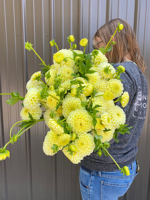 Dahlia Rooted Cutting-MM Buttercream - Sunny Meadows Flower Farm