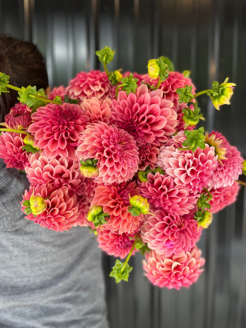 Dahlia Rooted Cutting-Orange Globe - Sunny Meadows Flower Farm