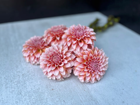 Dahlia Rooted Cutting-Peaches n Cream - Sunny Meadows Flower Farm
