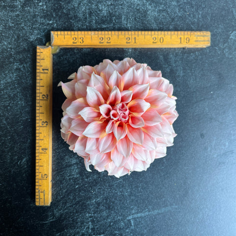 Dahlia Rooted Cutting-Peaches n Cream - Sunny Meadows Flower Farm