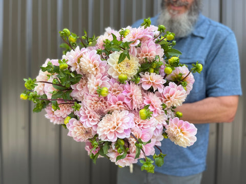 Dahlia Rooted Cutting-Sweet Nathalie - Sunny Meadows Flower Farm