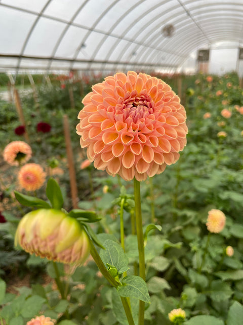 Dahlia Rooted Cutting-Valley Tawny - Sunny Meadows Flower Farm