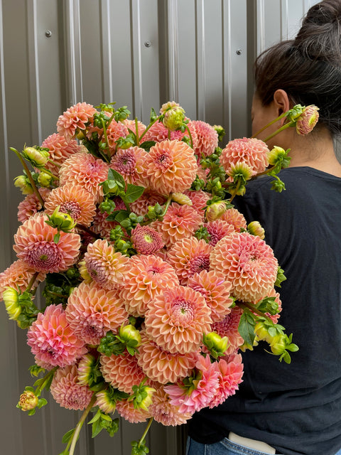 Dahlia Rooted Cutting-Valley Tawny - Sunny Meadows Flower Farm
