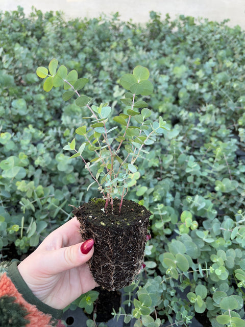 Eucalyptus Plugs-Baby Blue - Sunny Meadows Flower Farm