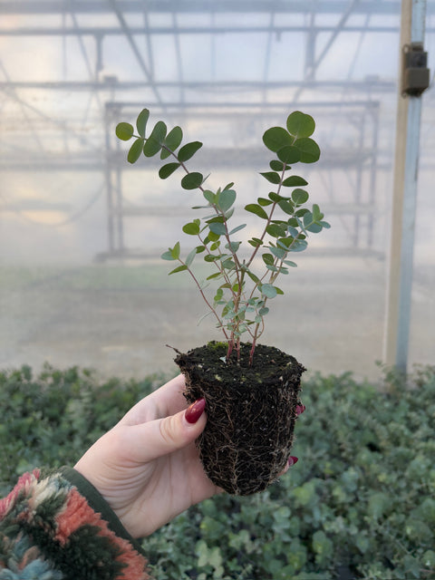 Eucalyptus Plugs-Baby Blue - Sunny Meadows Flower Farm