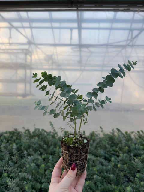 Eucalyptus Plugs-Baby Blue - Sunny Meadows Flower Farm