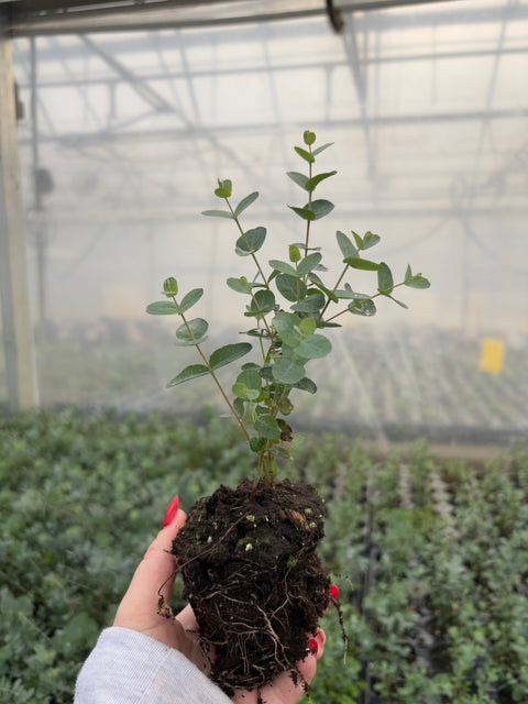 Eucalyptus Plugs-Silver Drop - Sunny Meadows Flower Farm