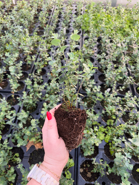 Eucalyptus Plugs-Silver Drop - Sunny Meadows Flower Farm