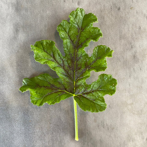 Geranium Rooted Cutting-Chocolate Mint - Sunny Meadows Flower Farm