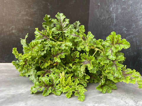 Geranium Rooted Cutting-Chocolate Mint - Sunny Meadows Flower Farm
