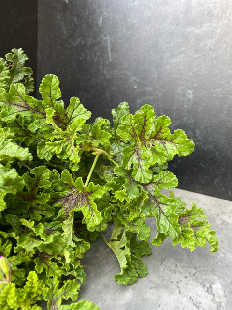 Geranium Rooted Cutting-Chocolate Mint - Sunny Meadows Flower Farm