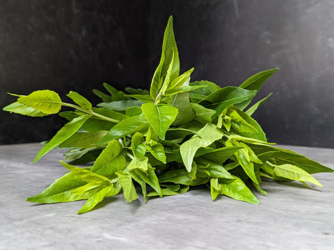 Bareroot Clumps-Mountain Mint - Sunny Meadows Flower Farm