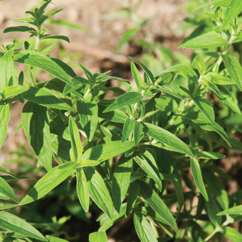 Bareroot Clumps-Mountain Mint - Sunny Meadows Flower Farm