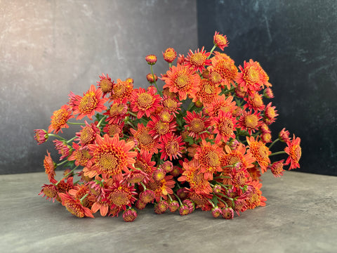 Mum Rooted Cutting-Bronze Fleece - Sunny Meadows Flower Farm