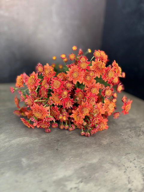 Mum Rooted Cutting-Bronze Fleece - Sunny Meadows Flower Farm