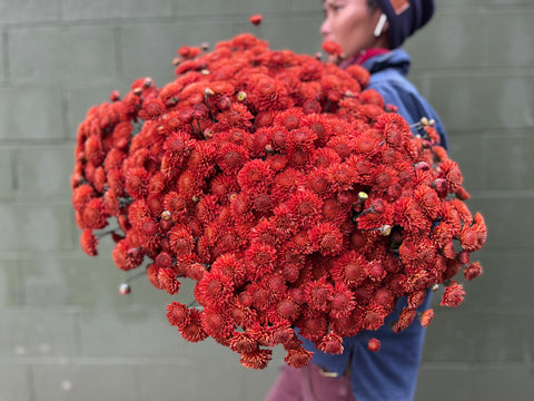 Mum Rooted Cutting-Kelvin Mandarin - Sunny Meadows Flower Farm